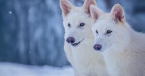 Перше у світі воскресіння лютововків: дитинчата цього жахливого вовка народилися вперше за 12 500 років