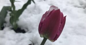 Снігопад у Сумах і Харкові: прогноз погоди на травневі свята