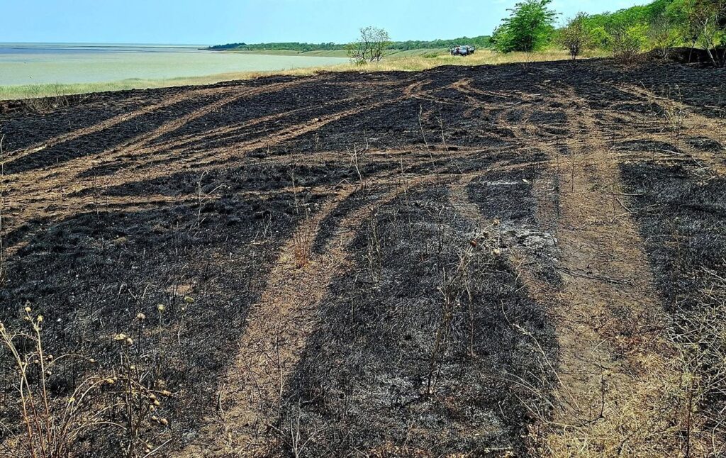 Пожежа знищила заповідну територію: в Одеській області вигоріла частина національного парку