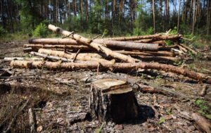 Російські ліси видають за естонські: розслідування у Великій Британії