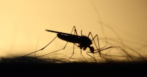 Новий небезпечний вид комарів в Україні загрожує паралічем від укусу