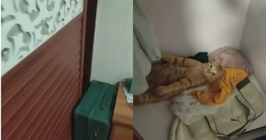 Жінка випадково виявила секретний куточок для відпочинку котика