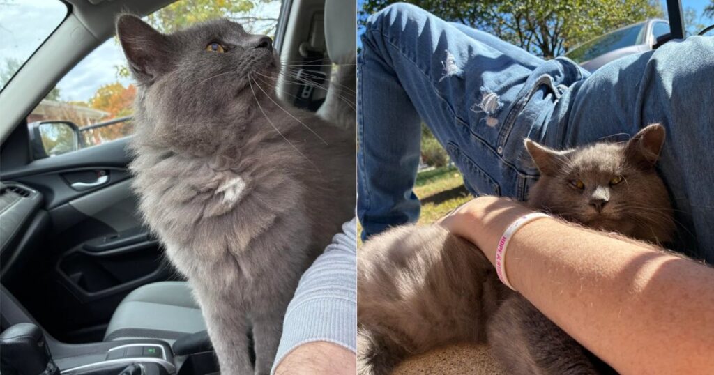 Бродячий кіт не приходив до людей, але через 8 місяців усе змінилося