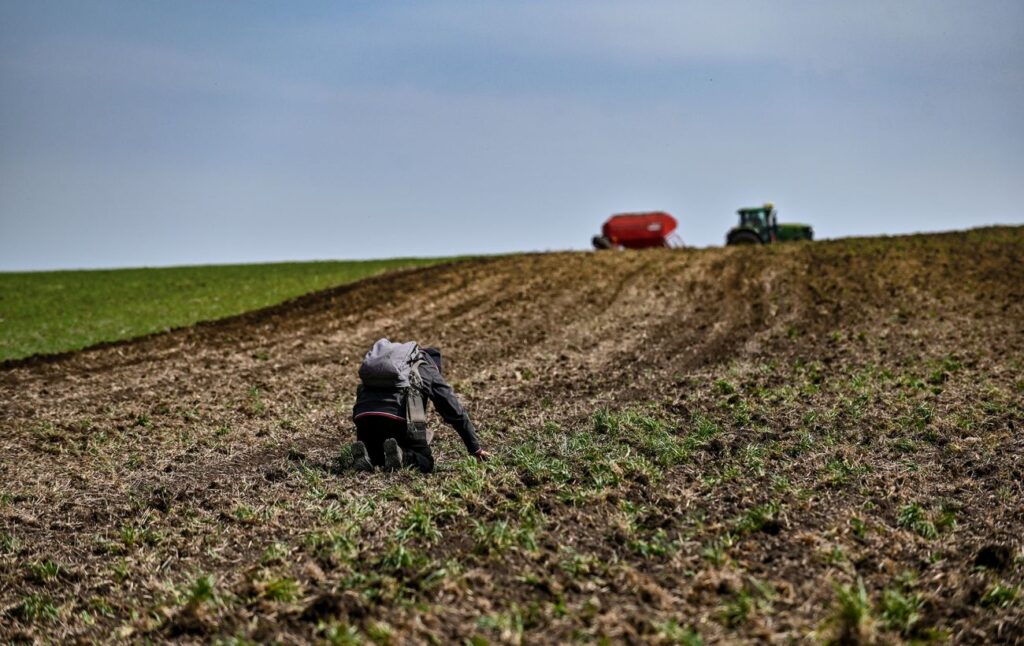 Листопадська погода в Україні: пояснення агрометеорологів щодо стану озимини