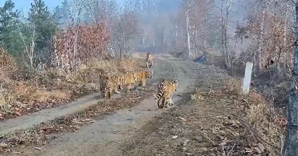Унікальне видовище: амурська тигриця з малюками вразила науковців