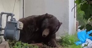 Великий ведмідь місяць мешкав у домі американця, відмовляючись виїжджати: як вигнали "квартирантів