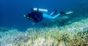 Половина коралових рифів у світі знищена: три роки руйнівного впливу