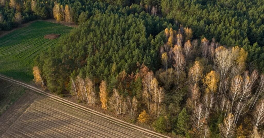 Різке скорочення рослинного різноманіття в Європі: причини — Чорна смерть