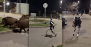 Китайський гуманоїдний робот вигнав зграю диких кабанів з Варшави